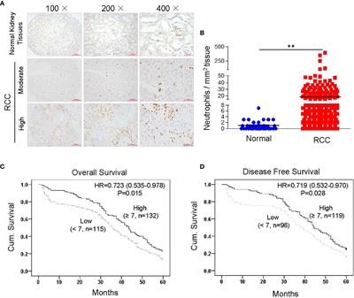 Tyrosine Kinase Inhibitor Cabozantinib Inhibits Murine Renal Cancer by Activating Innate and Adaptive Immunity